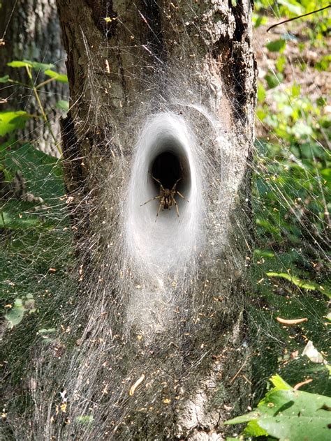 Spider nest - There are approximately 35,000 types of spiders that have been identified worldwide, although biologists believe there are many more that are not yet identified. In North America, ...